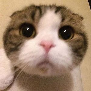 Meet your Posher, Pat